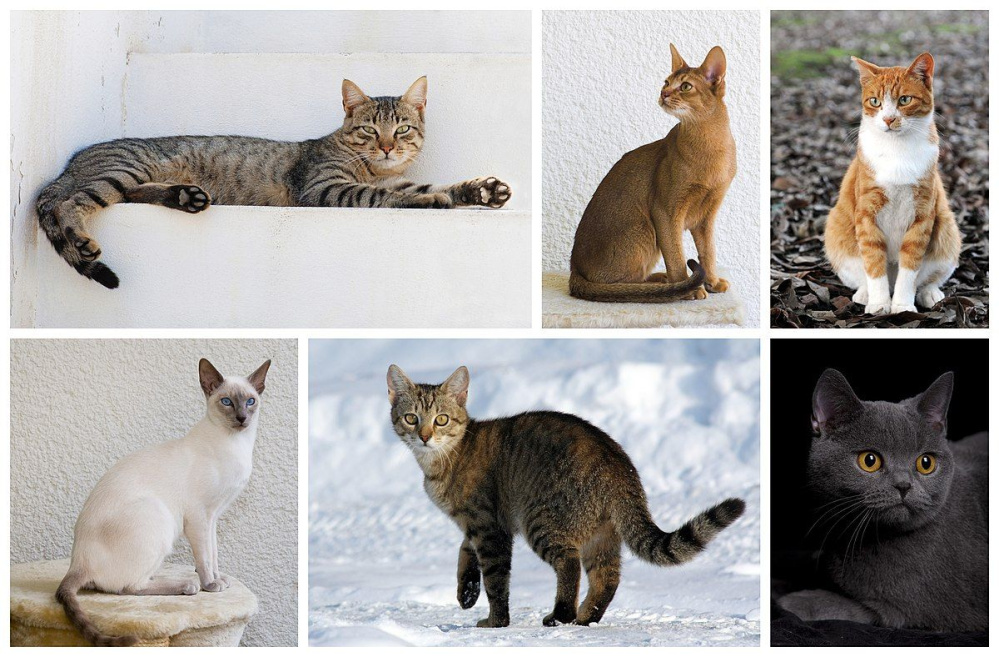 Giống mèo Đức - Tất cả những gì bạn cần biết về đặc điểm, tính cách và cách chăm sóc