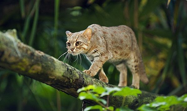 Tìm hiểu về 6 giống mèo hiếm độc đáo trên thế giới