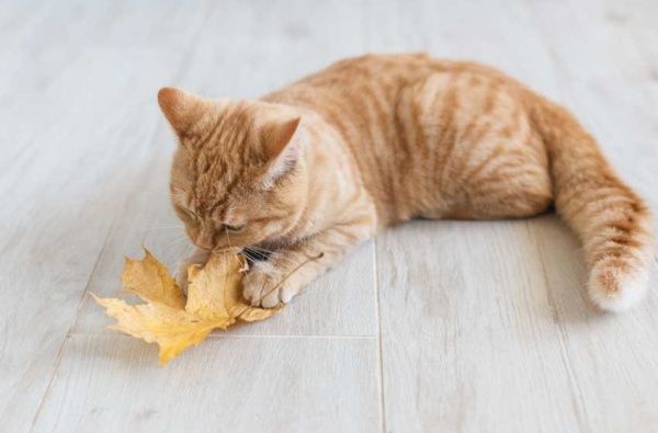 Tìm hiểu về giống mèo lông vàng - Bí quyết chăm sóc và nuôi dưỡng chu đáo
