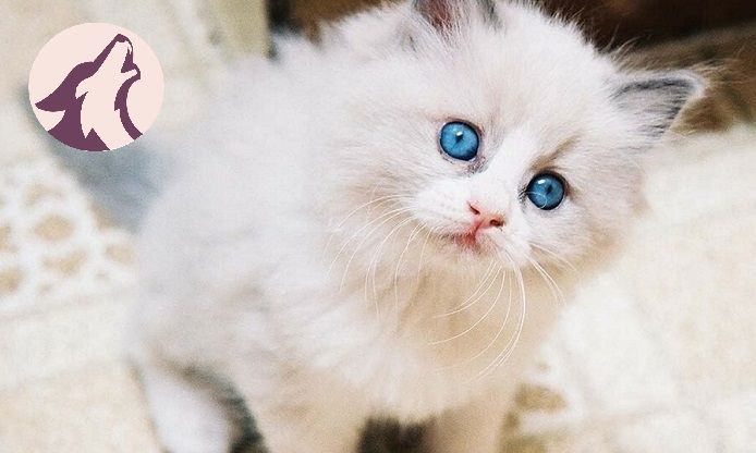 Tìm hiểu về giống mèo mắt xanh - Những thông tin thú vị bạn cần biết