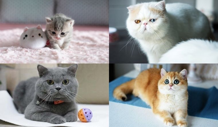 Tìm hiểu về giống mèo Peebles - Những đặc điểm đáng yêu và sức khỏe tuyệt vời