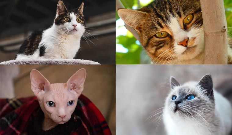 Tìm hiểu về giống mèo quýt - thông tin, đặc điểm và cách chăm sóc
