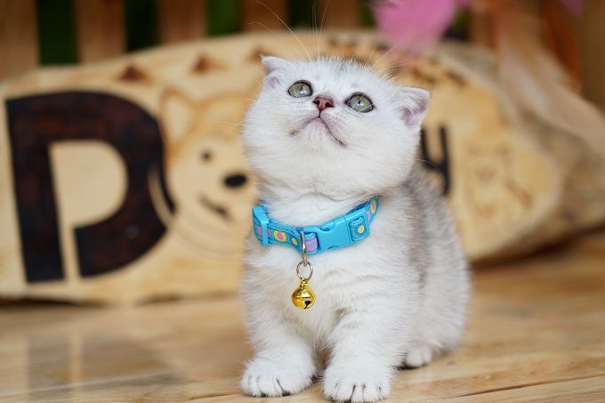 Tìm hiểu về giống mèo Silver và những đặc điểm độc đáo của chúng