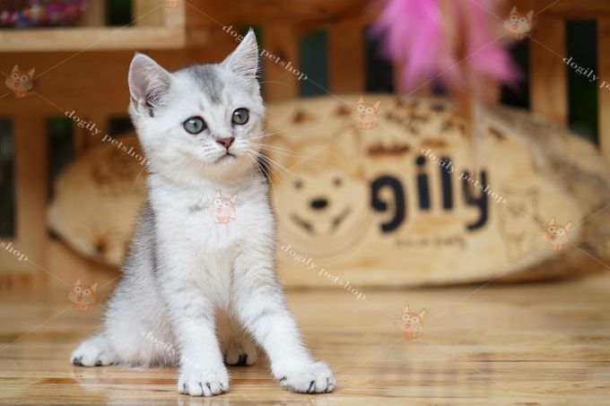 Tìm hiểu về giống mèo Silver Tabby - Màu lông đặc biệt và tính cách thân thiện