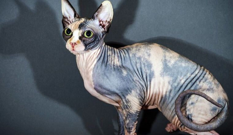 Tìm hiểu về giống mèo Sphynx - mèo không lông đặc biệt