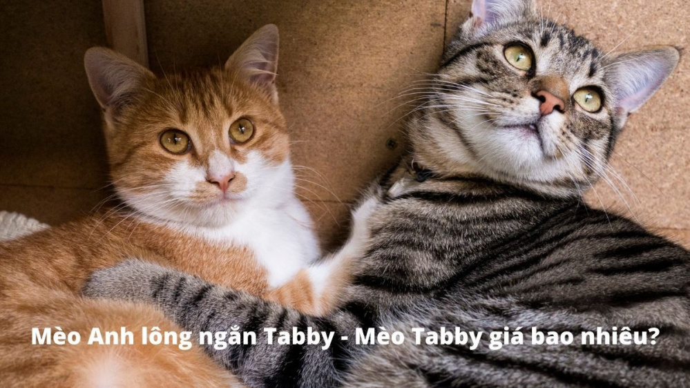 Tìm hiểu chi tiết về giống mèo Tabby