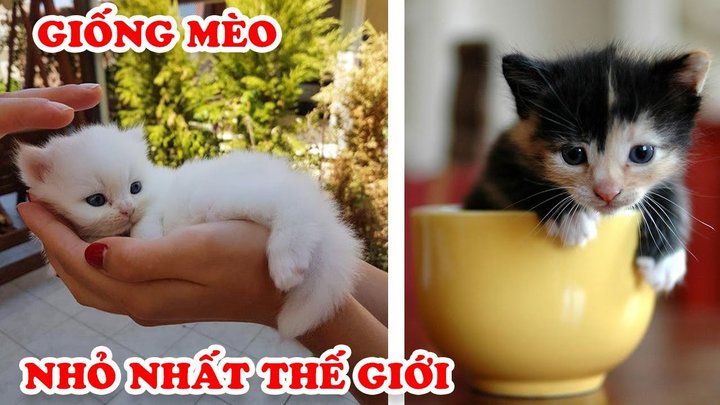 Giới thiệu về giống mèo tí hon - một giống mèo dễ thương và đáng yêu