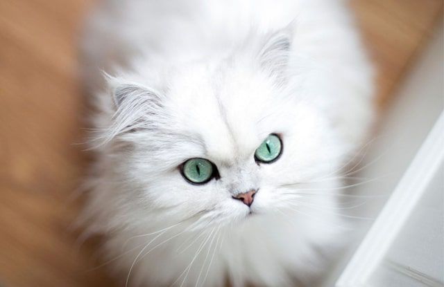 Giới thiệu về giống mèo trắng lông xù từ A đến Z