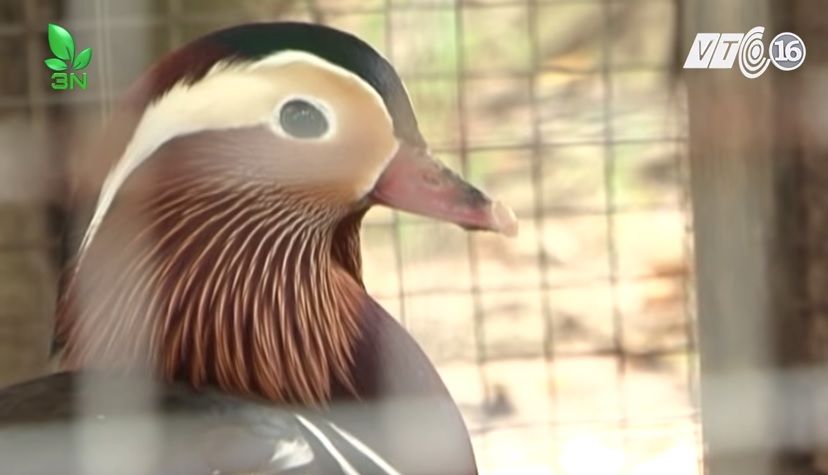 Hội chim cảnh Tiền Giang – Tổ chức bảo tồn chim độc đáo của Đồng bằng Sông Cửu Long