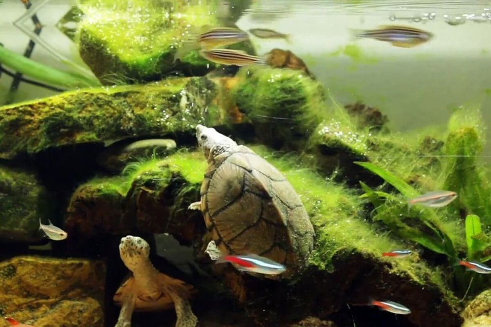 Hướng dẫn nuôi rùa cảnh - Kinh nghiệm nuôi rùa cảnh cho người mới bắt đầu