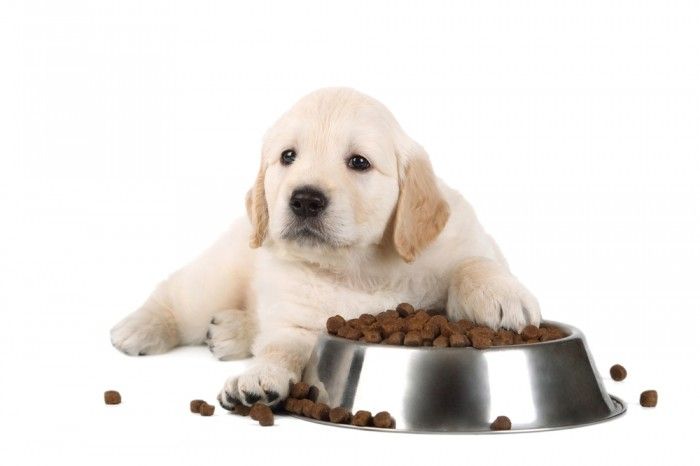 Hướng dẫn cách làm thức ăn cho chó con ngon, bổ và đảm bảo dinh dưỡng