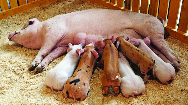 Lợn mang thai bao nhiêu ngày? Thông tin chi tiết về thời gian mang thai của lợn