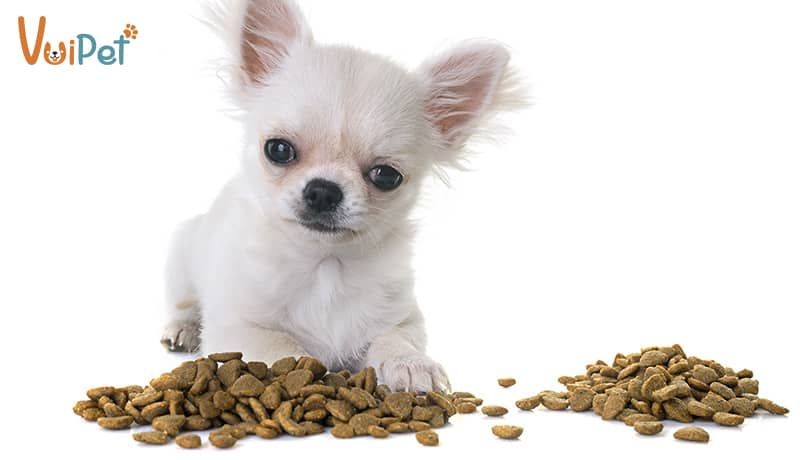 Lượng thức ăn cho chó con - Tất tần tật thông tin cần biết cho chủ nuôi