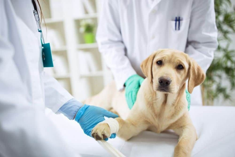 Thông tin về Mai Veterinary Clinic - Phòng Khám Thú Y Mai