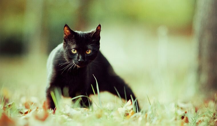 Tìm hiểu về giống mèo đen mắt xanh