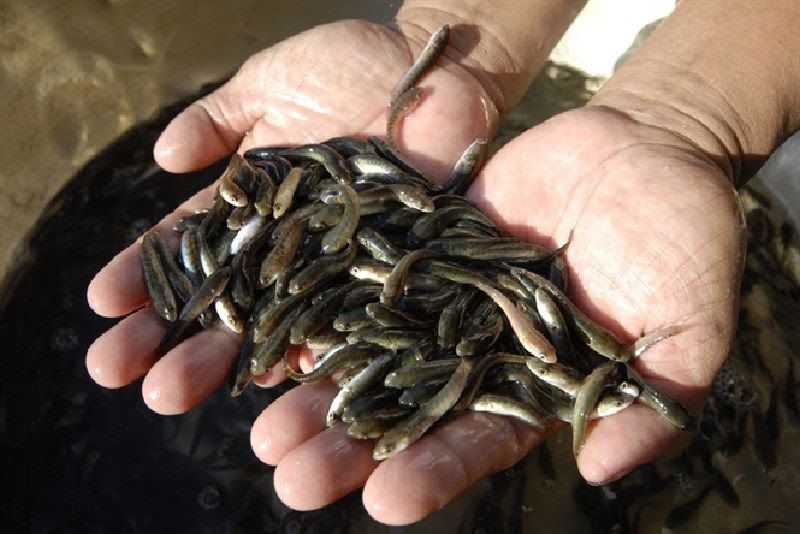 Hướng dẫn mua cá giống ở Hà Nội nhanh chóng và hiệu quả