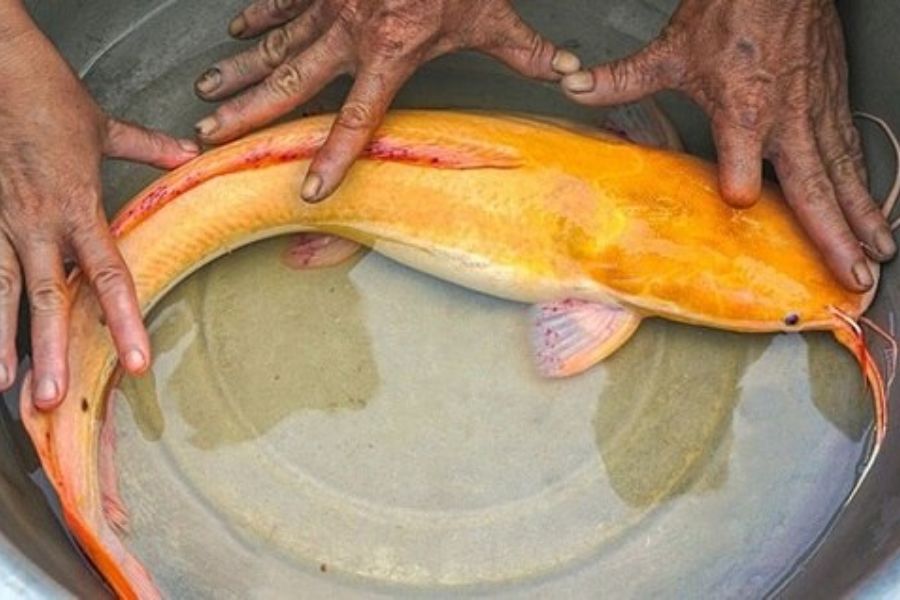 Mua giống cá trê vàng ở đâu? Kinh nghiệm chọn lựa giống cá trê vàng chất lượng