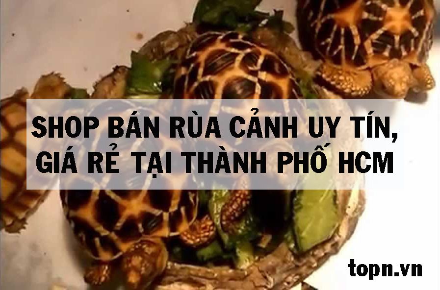 Mua rùa cảnh ở TPHCM: Hướng dẫn, giá cả và địa chỉ mua rùa chất lượng