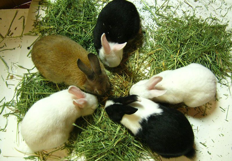 Mua thỏ 50k - Thông tin hữu ích khi bạn muốn nuôi thỏ