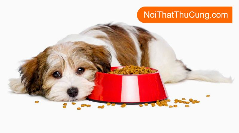 Tìm hiểu về nguồn thức ăn cho chó - Đảm bảo dinh dưỡng và sức khỏe cho thú cưng của bạn