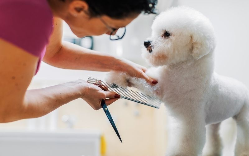 Tìm hiểu về nhân viên chăm sóc thú cưng chuyên nghiệp