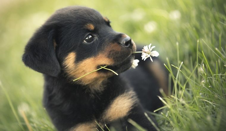 Top 10 giống chó to nhất thế giới - Thông tin và hình ảnh