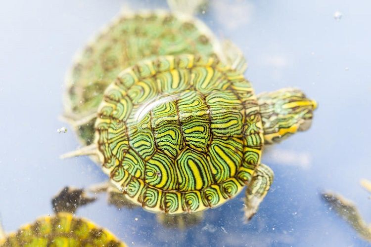 5 loài rùa cảnh dễ nuôi tại Việt Nam