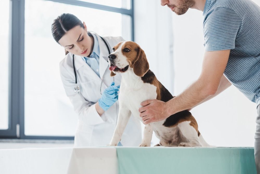 Phòng khám thú y Hà Đông - Chuyên gia chăm sóc sức khỏe thú cưng