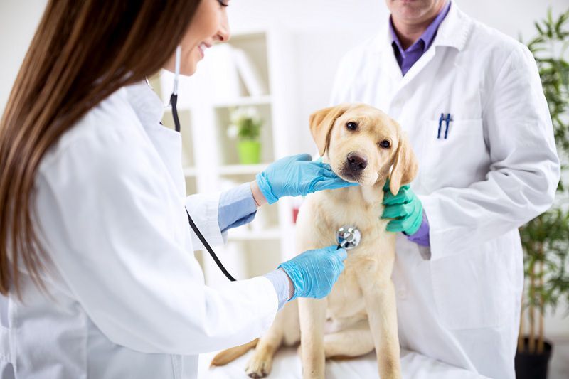 Phòng khám thú y Kiến An - Nơi chăm sóc sức khỏe cho thú cưng tốt nhất
