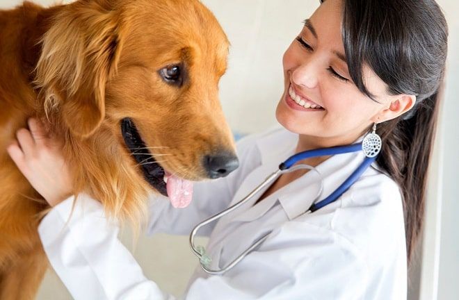 Phòng khám thú y ở Hải Phòng - Nơi chăm sóc sức khỏe cho thú cưng