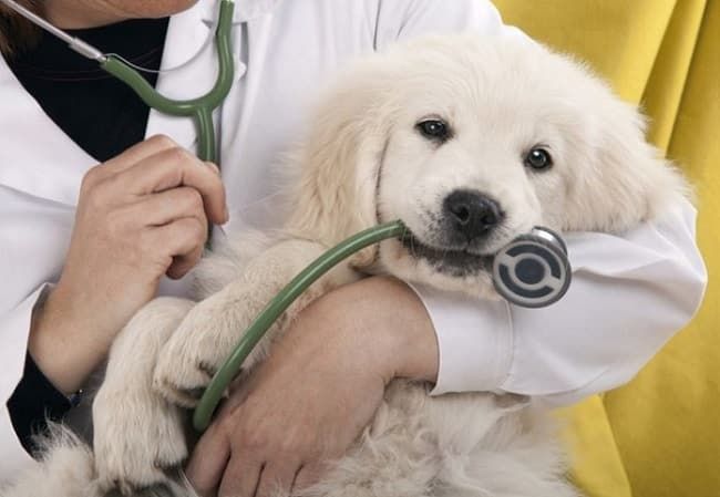 Phòng khám thú y Petzone - Nơi chăm sóc sức khỏe cho thú cưng của bạn