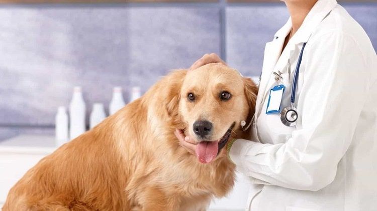 Phòng khám thú y Quảng Ngãi - Địa chỉ uy tín cho chăm sóc sức khỏe thú cưng