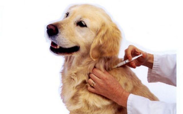 Phòng khám thú y số 3 Văn Cao - Địa điểm tin cậy cho sức khỏe thú cưng của bạn
