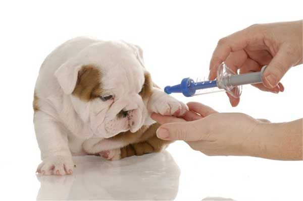 Phòng khám thú y Vinpet - Dịch vụ chăm sóc sức khỏe cho thú cưng chất lượng cao