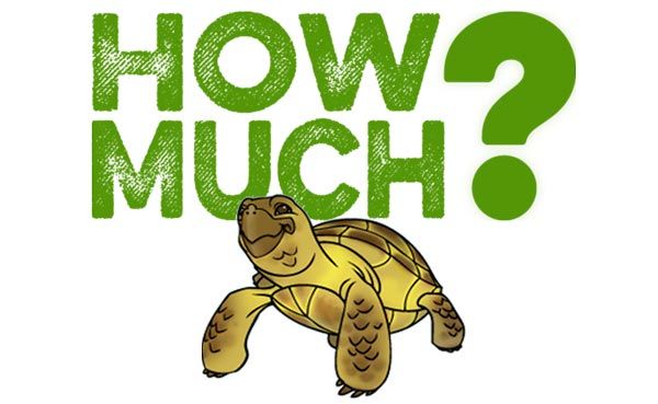 Tìm hiểu về rùa cảnh nước - Những thông tin hữu ích về loài vật nuôi mang tính giải trí