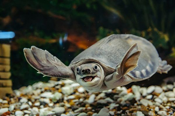 Thông tin chi tiết về rùa cảnh nước ngọt - Hướng dẫn nuôi rùa cảnh hiệu quả