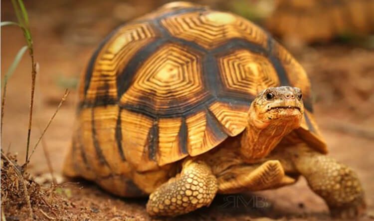 Tìm hiểu về rùa núi vàng Hà Nội - sinh vật kỳ lạ đang gây sốt