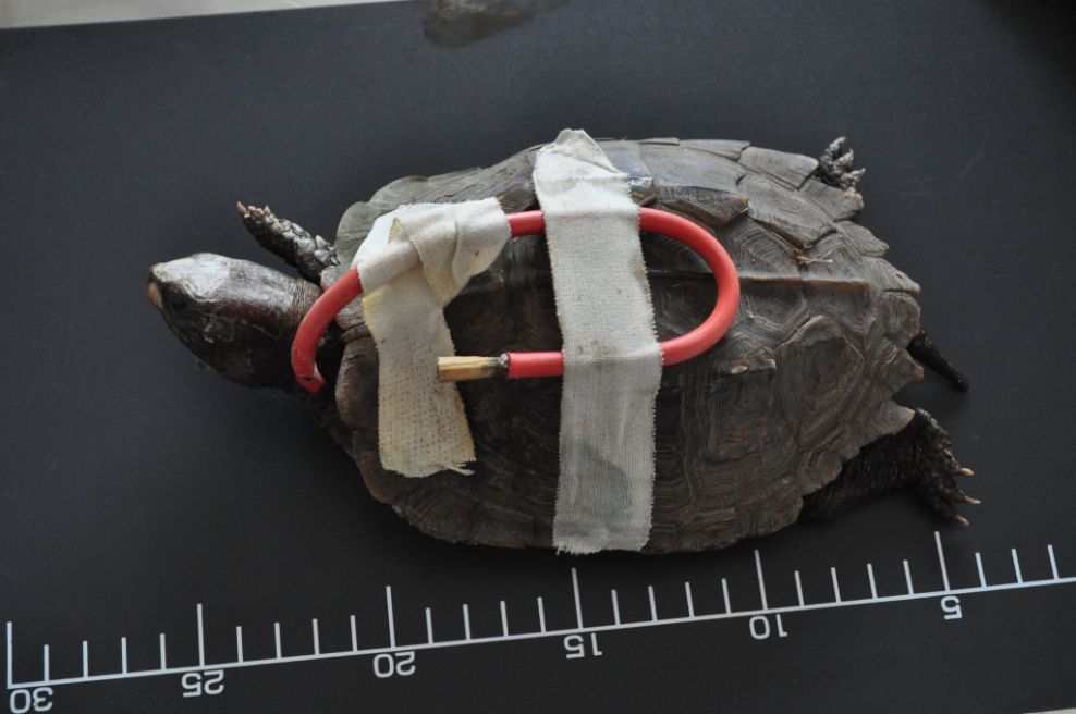 Tìm hiểu về rùa nước Việt Nam - sự đa dạng về loài và bảo vệ sinh thái