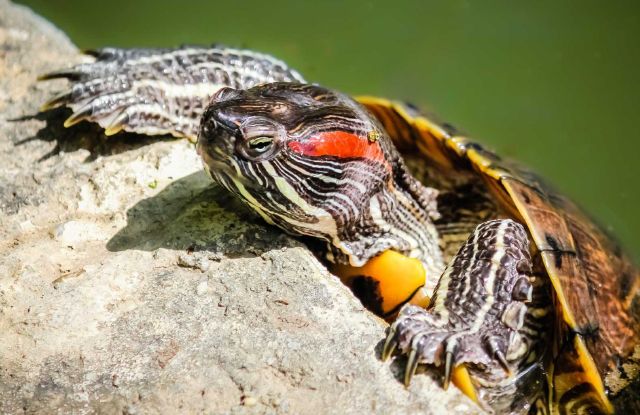 Rùa tai đỏ có ăn được không? Thông tin chi tiết về khẩu phần dinh dưỡng