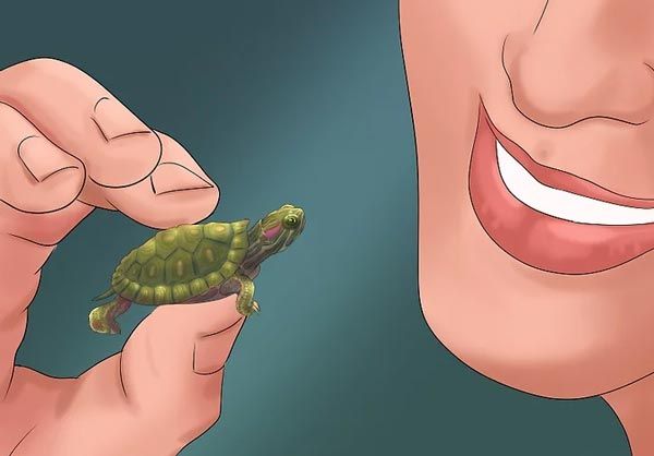 Rùa tai đỏ không chịu ăn: Những nguyên nhân và giải pháp