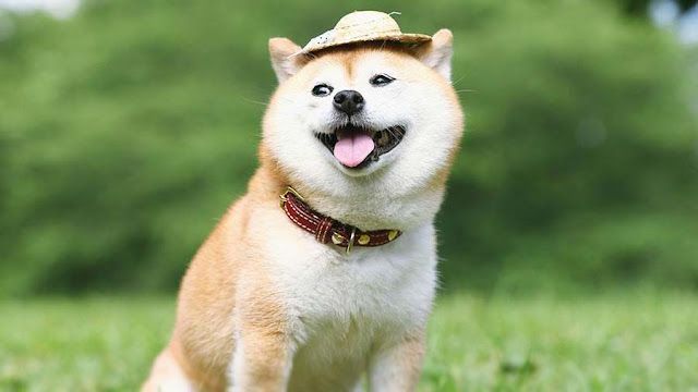 Shiba là giống chó gì? Tìm hiểu thông tin về loài chó Shiba Inu