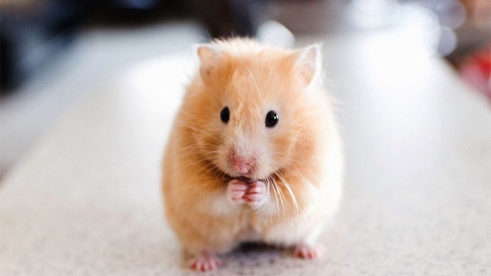 Shop bán thức ăn cho hamster - Thực phẩm chất lượng cho thú cưng nhỏ của bạn