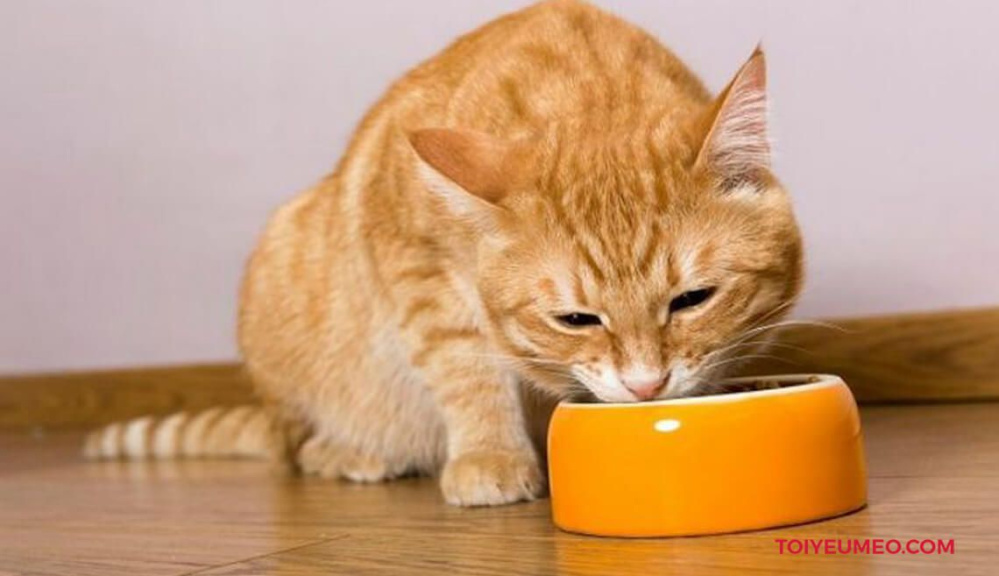 Thông tin về Shop bán thức ăn cho mèo - Tư vấn chuyên nghiệp từ đội ngũ chăm sóc thú cưng