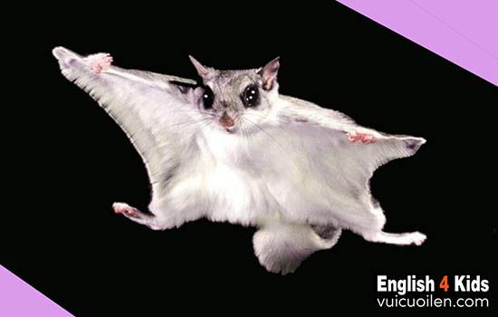 All about Flying Squirrels in English – Fun Facts and Care Tips