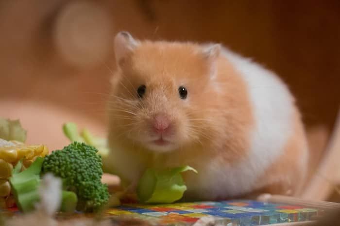 Thú y cho hamster - Những thông tin cần biết để chăm sóc cho cậu nhỏ