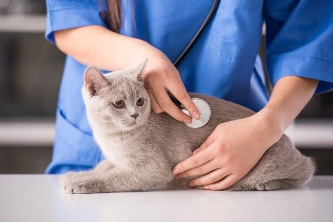 Thú y K9 Quận 7 - Dịch vụ chăm sóc sức khỏe cho thú cưng yêu của bạn