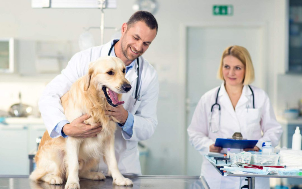Thú y uy tín - Tìm hiểu về những địa chỉ đáng tin cậy để chăm sóc cho thú cưng của bạn