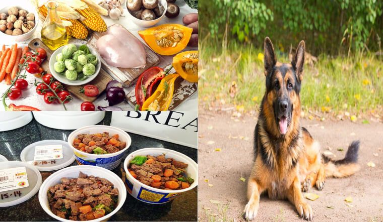 Thức ăn cho chó becgie - Chăm sóc dinh dưỡng cho thú cưng của bạn