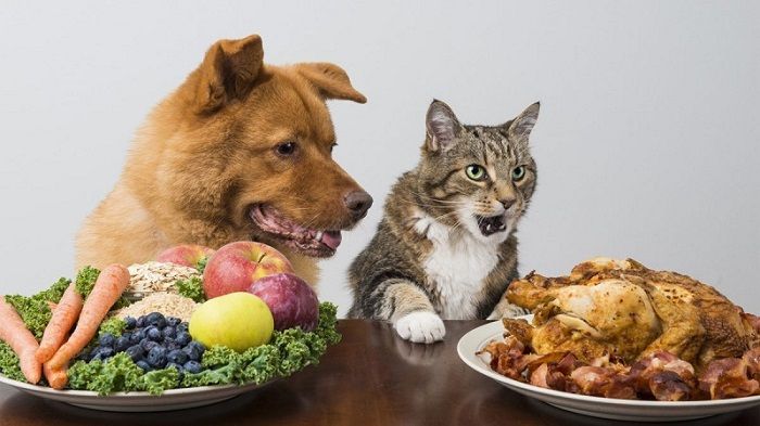Thức ăn cho chó mèo ăn được không? Những điều cần biết về chế độ ăn uống cho thú cưng