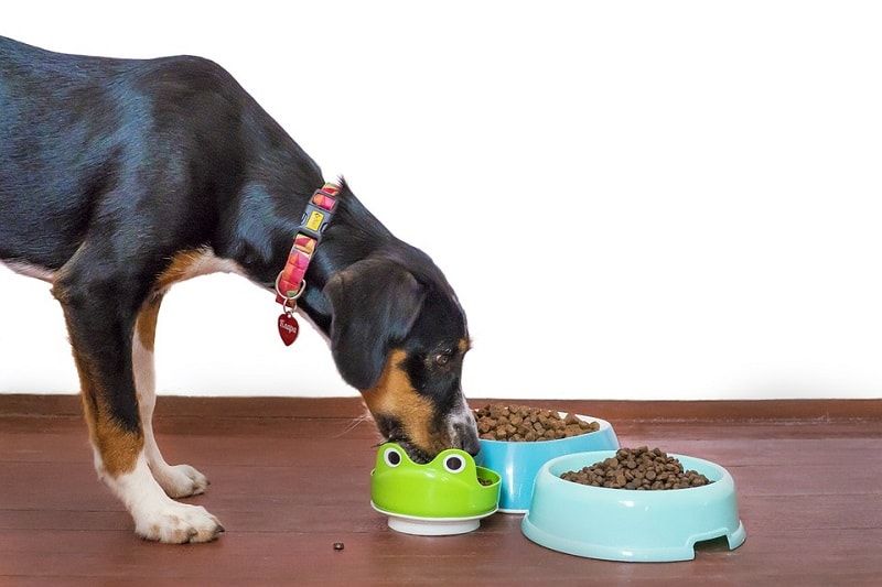 Tìm hiểu về thức ăn cho chó tốt nhất - Các loại thực phẩm nào là tốt cho chó của bạn?